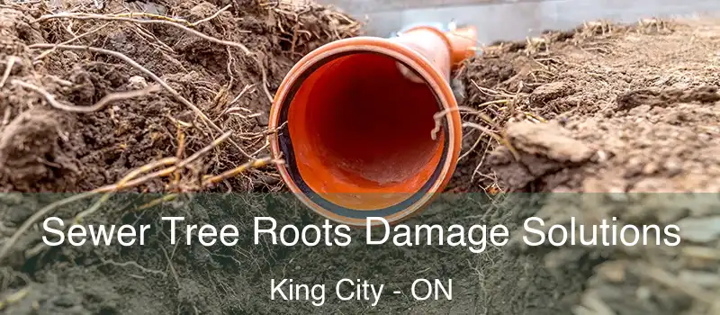  Sewer Tree Roots Damage Solutions King City - ON